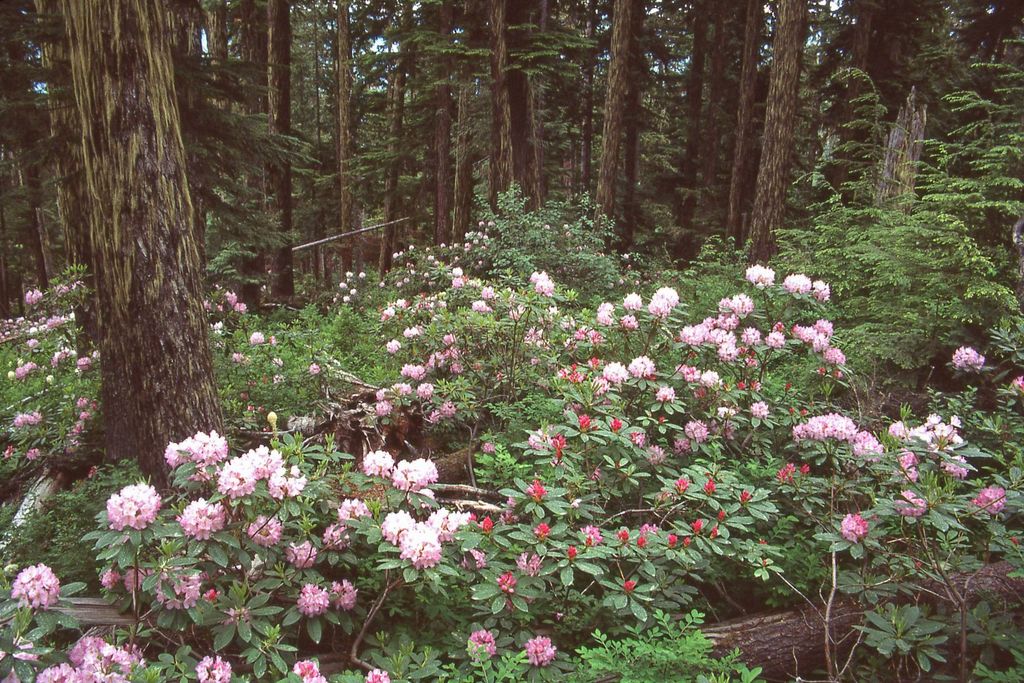 Pacific Rhododendron - Image 10