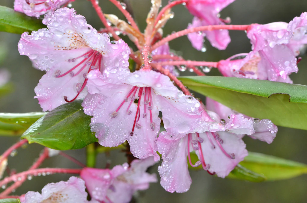 Pacific Rhododendron - Image 3
