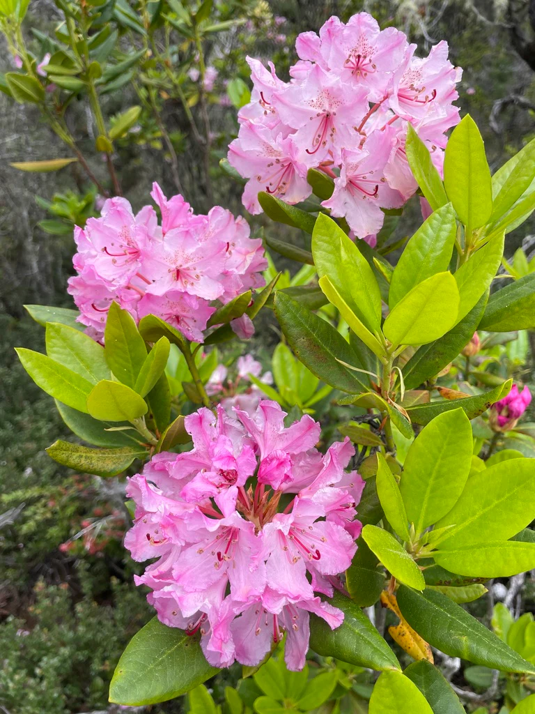 Pacific Rhododendron - Image 4