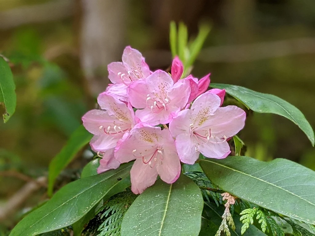 Pacific Rhododendron - Image 5