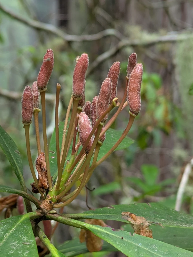 Pacific Rhododendron - Image 6