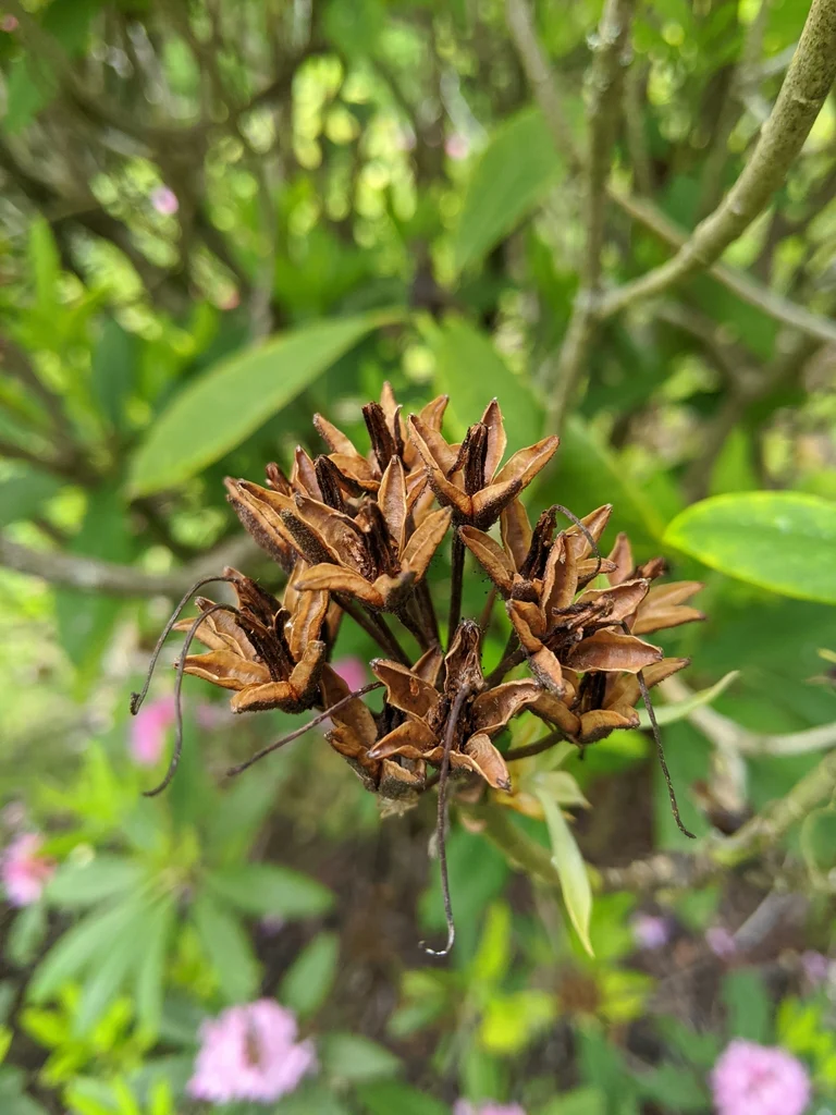 Pacific Rhododendron - Image 7