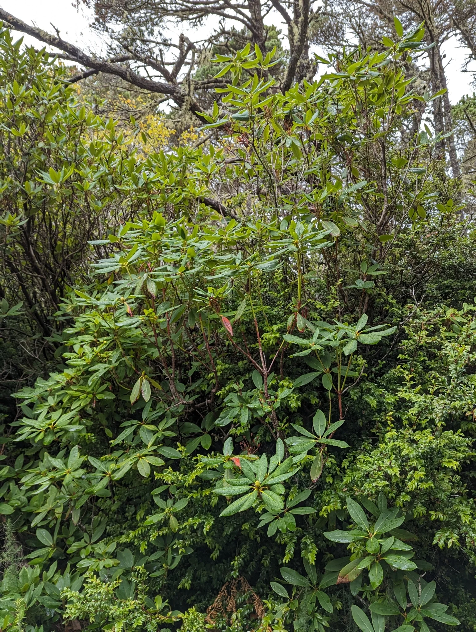 Pacific Rhododendron - Image 8