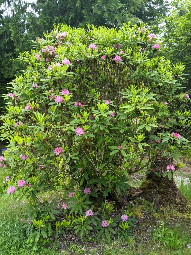 Pacific Rhododendron - Image 9
