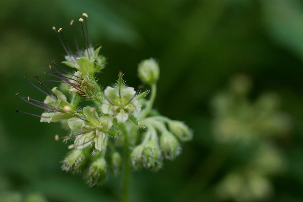 Pacific Waterleaf - Image 2