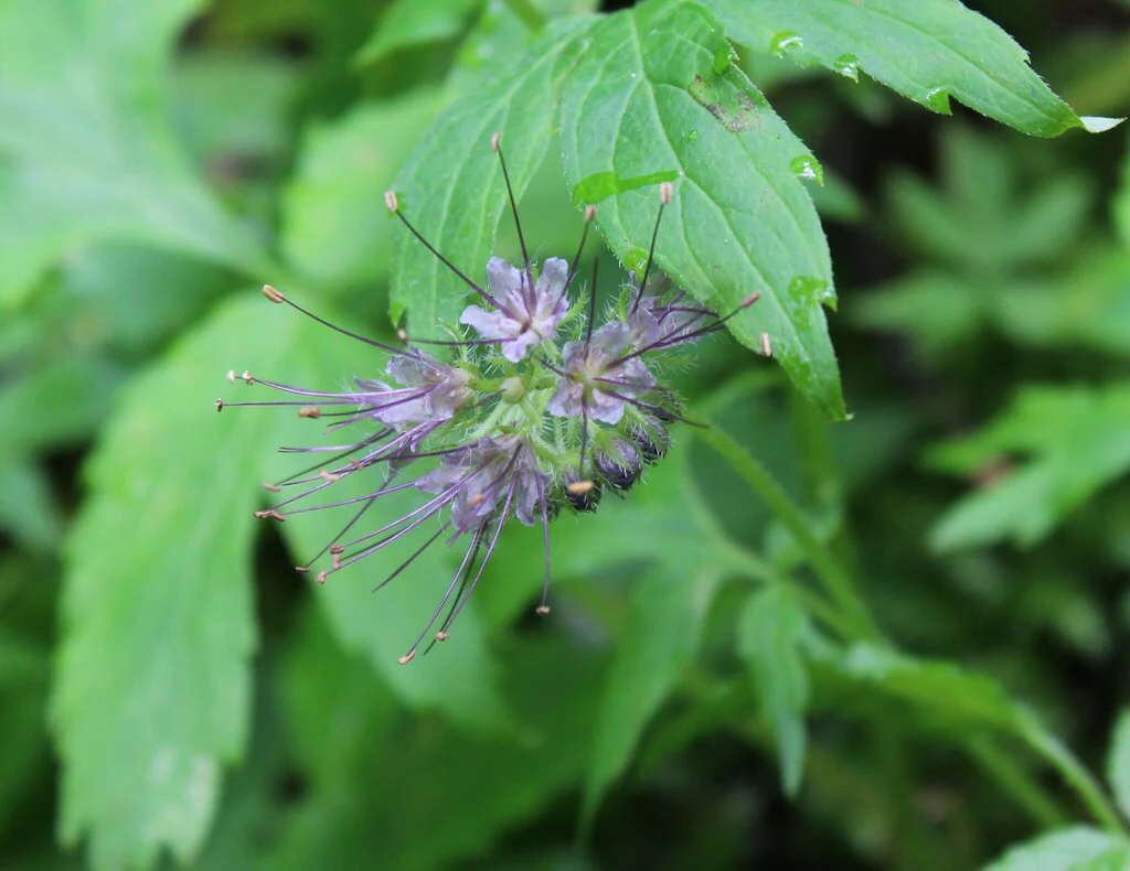 Pacific Waterleaf - Image 3