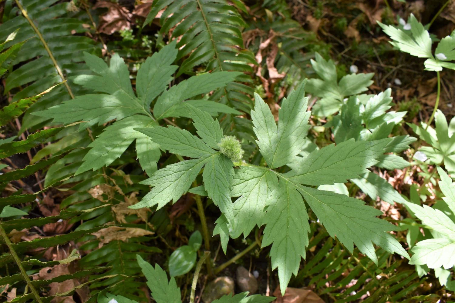 Pacific Waterleaf - Image 4