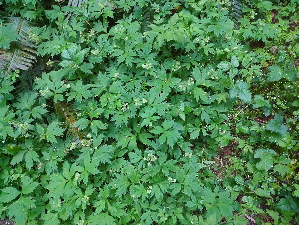 Pacific Waterleaf - Image 5