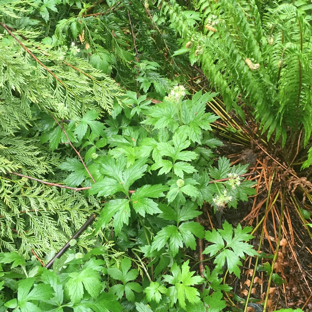 Pacific Waterleaf - Image 6