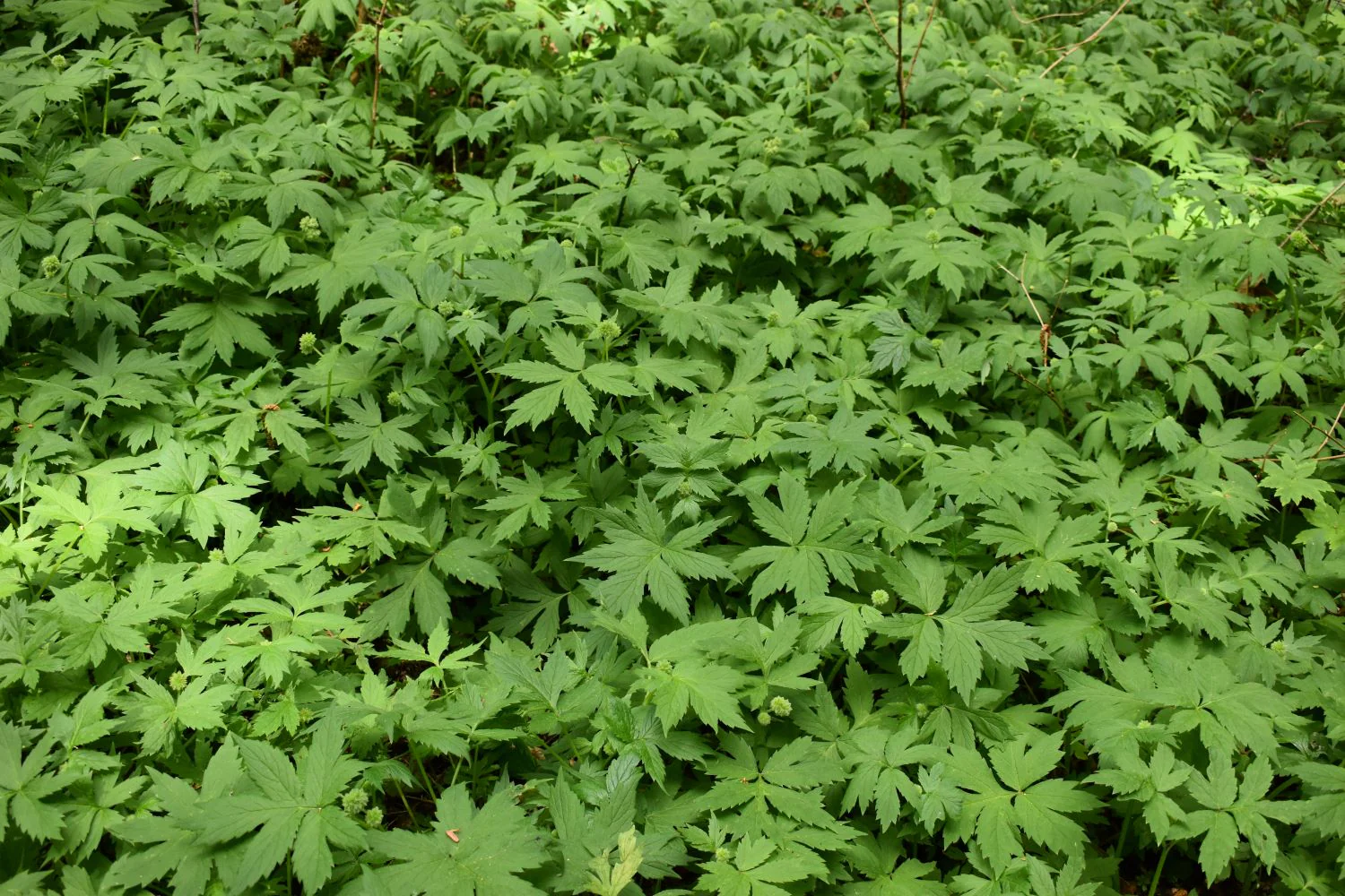 Pacific Waterleaf - Image 7