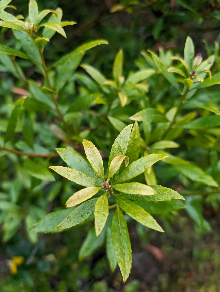 Pacific Wax Myrtle - Image 2