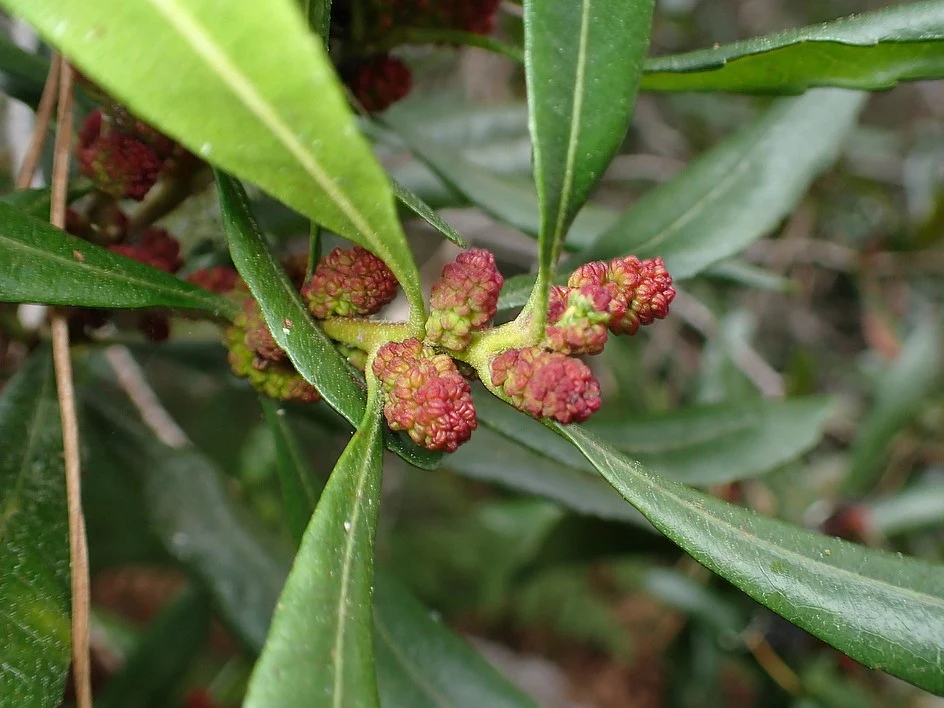 Pacific Wax Myrtle - Image 3