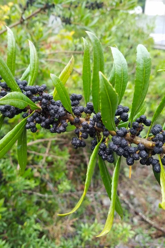 Pacific Wax Myrtle - Image 4