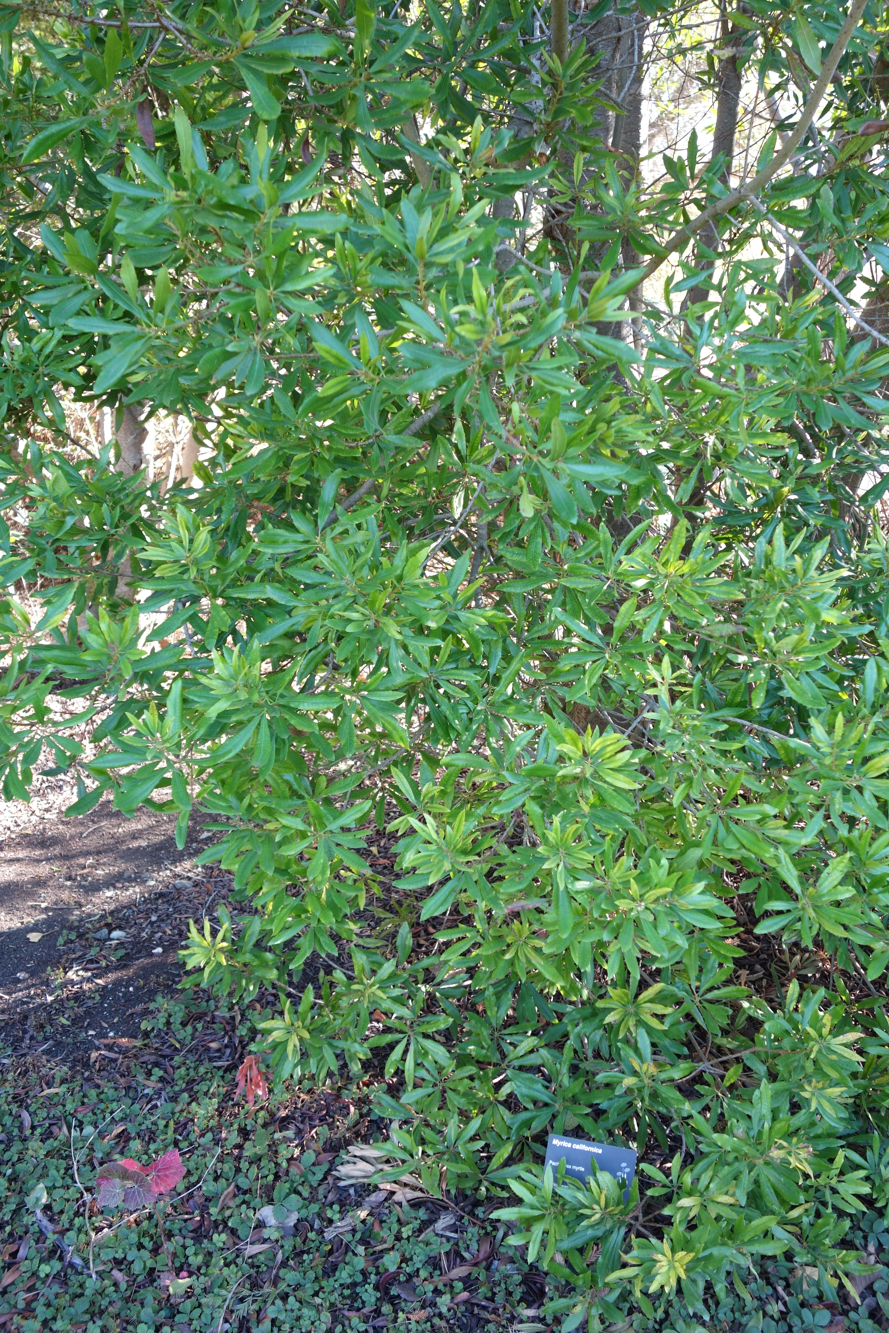 Pacific Wax Myrtle - Image 5