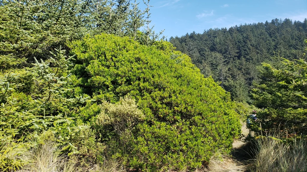 Pacific Wax Myrtle - Image 6