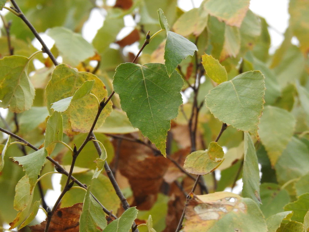 Paper Birch - Image 3
