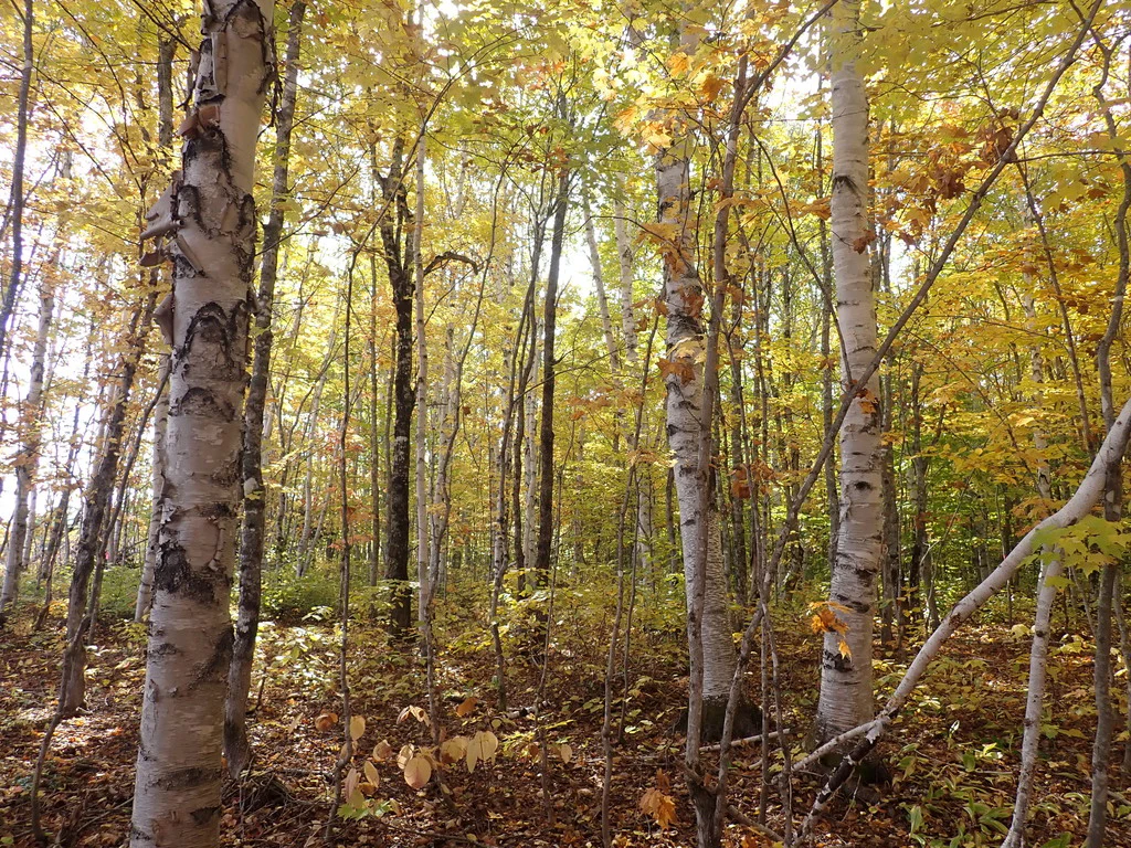 Paper Birch - Image 4