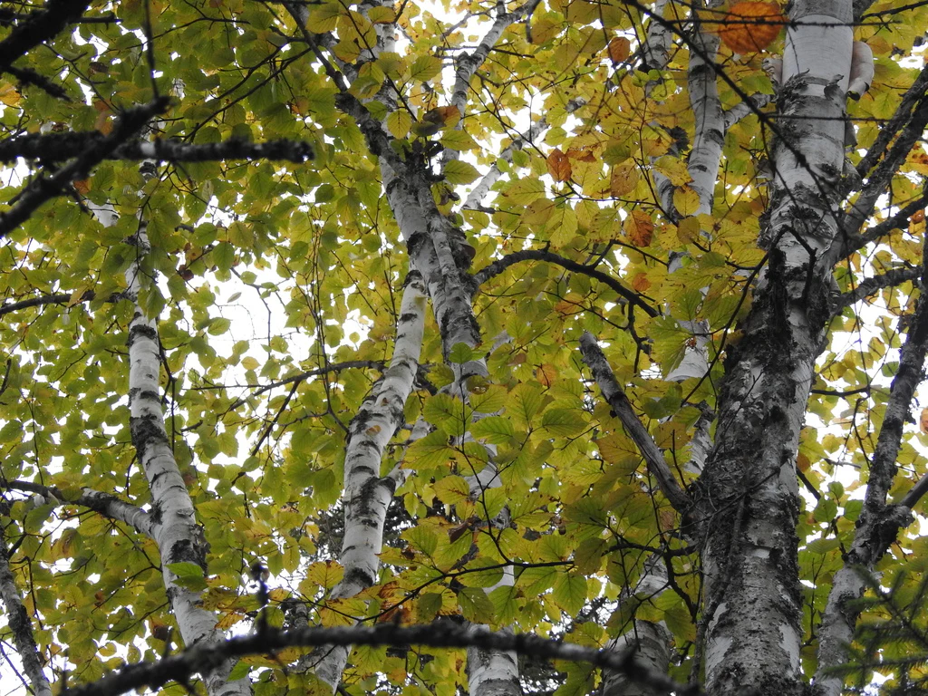 Paper Birch - Image 5