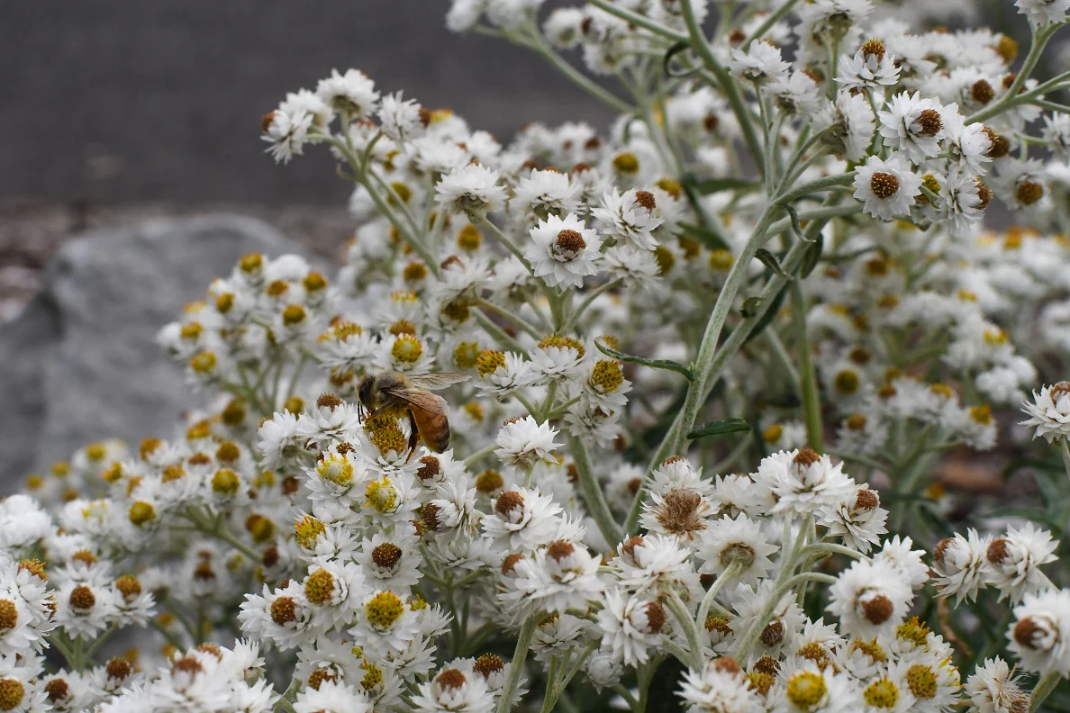 Pearly Everlasting - Image 2