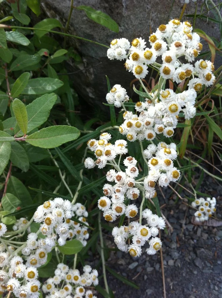 Pearly Everlasting - Image 3
