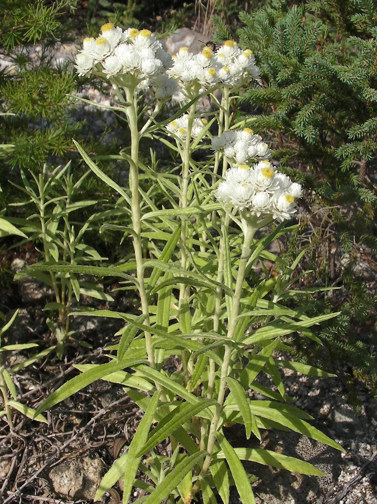 Pearly Everlasting - Image 4