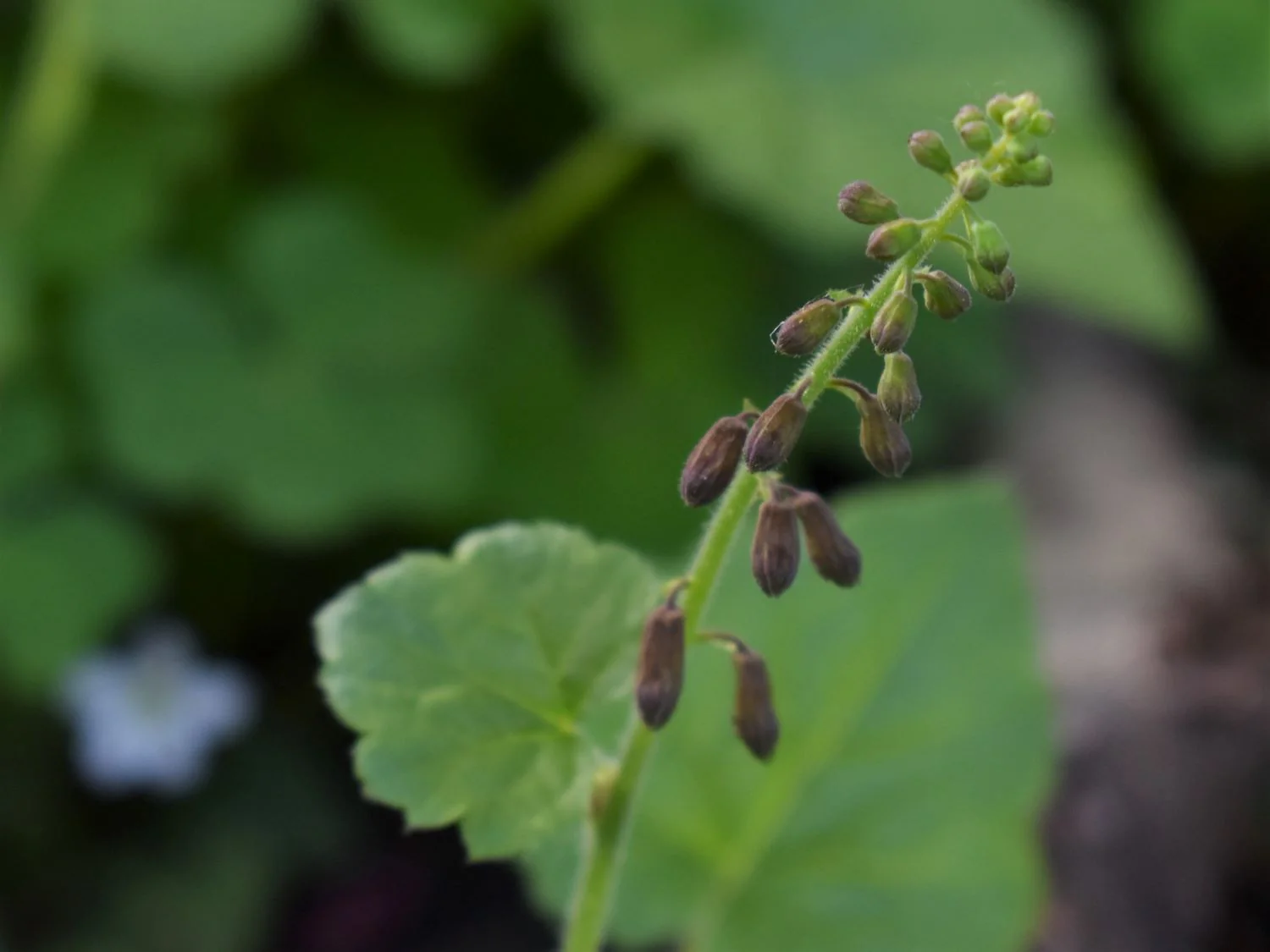Piggyback Plant - Image 3