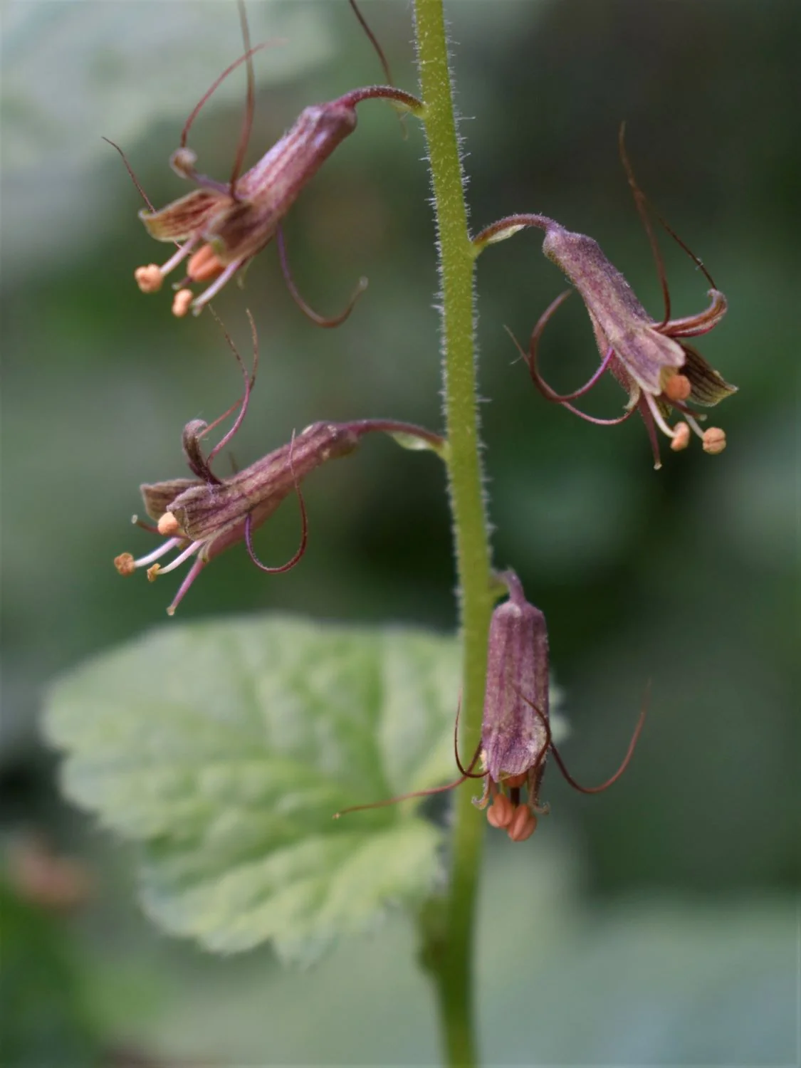 Piggyback Plant - Image 4