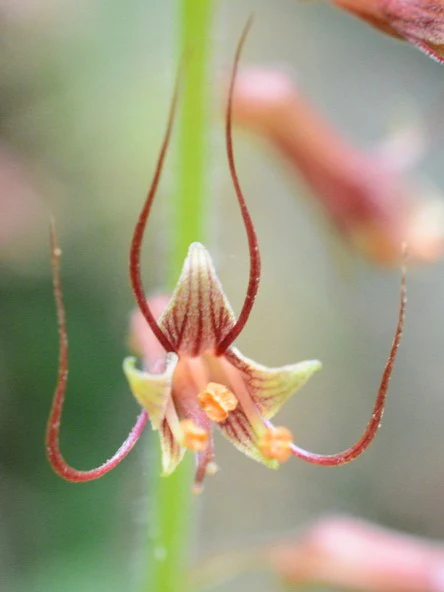 Piggyback Plant - Image 5