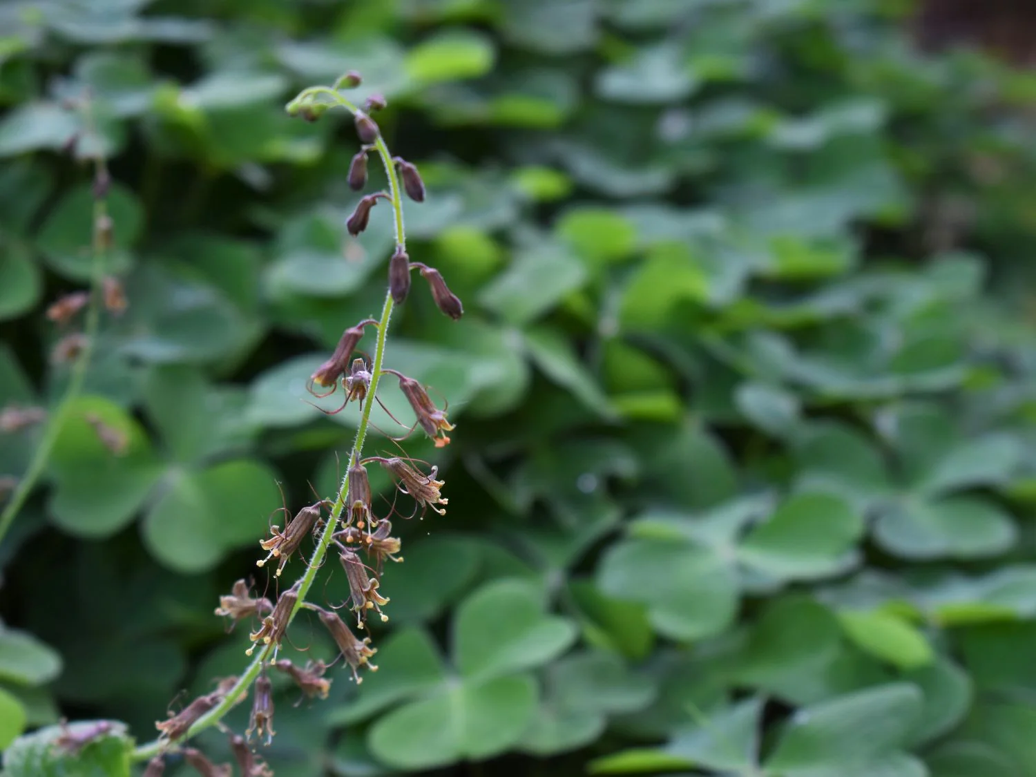 Piggyback Plant - Image 6