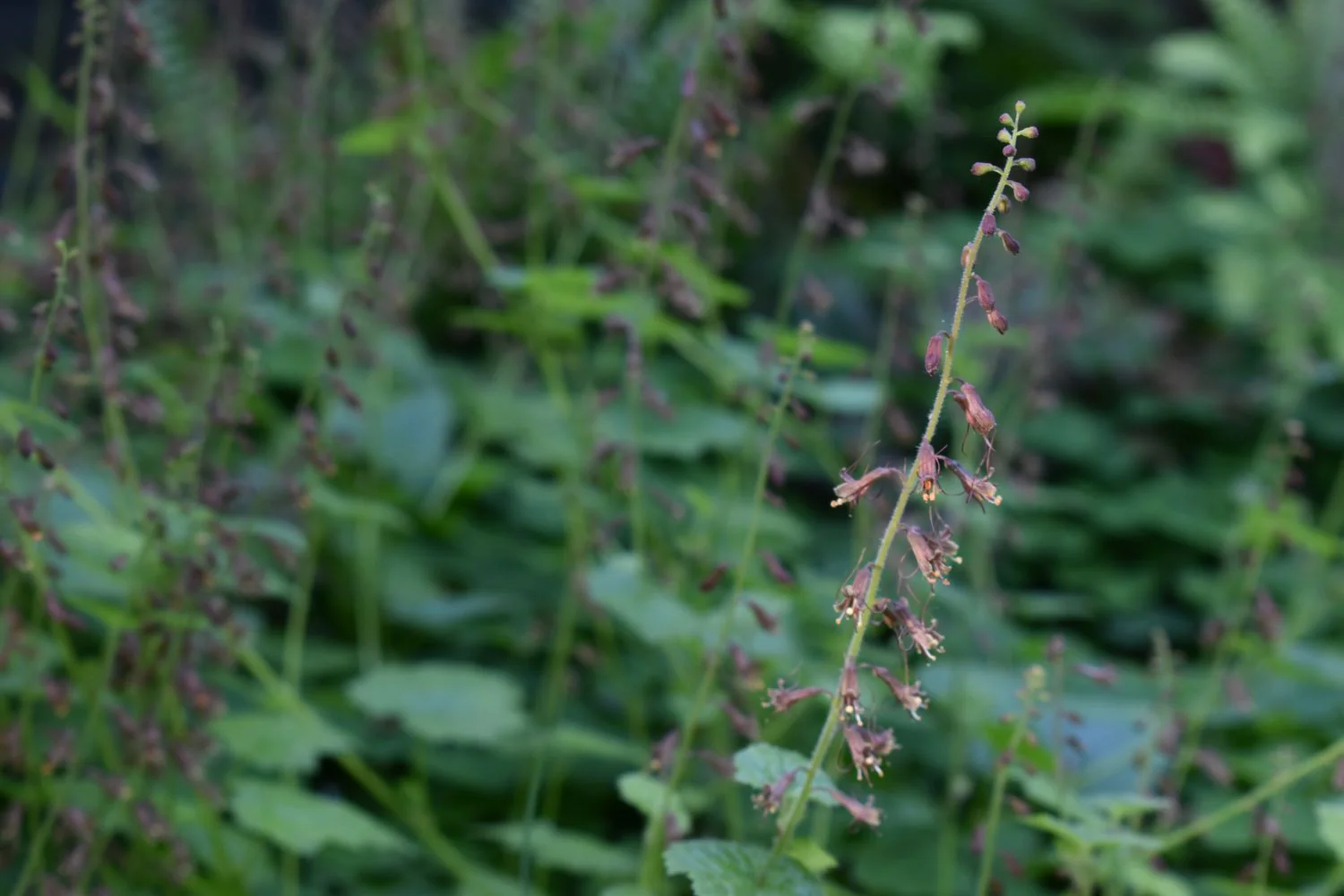Piggyback Plant - Image 7