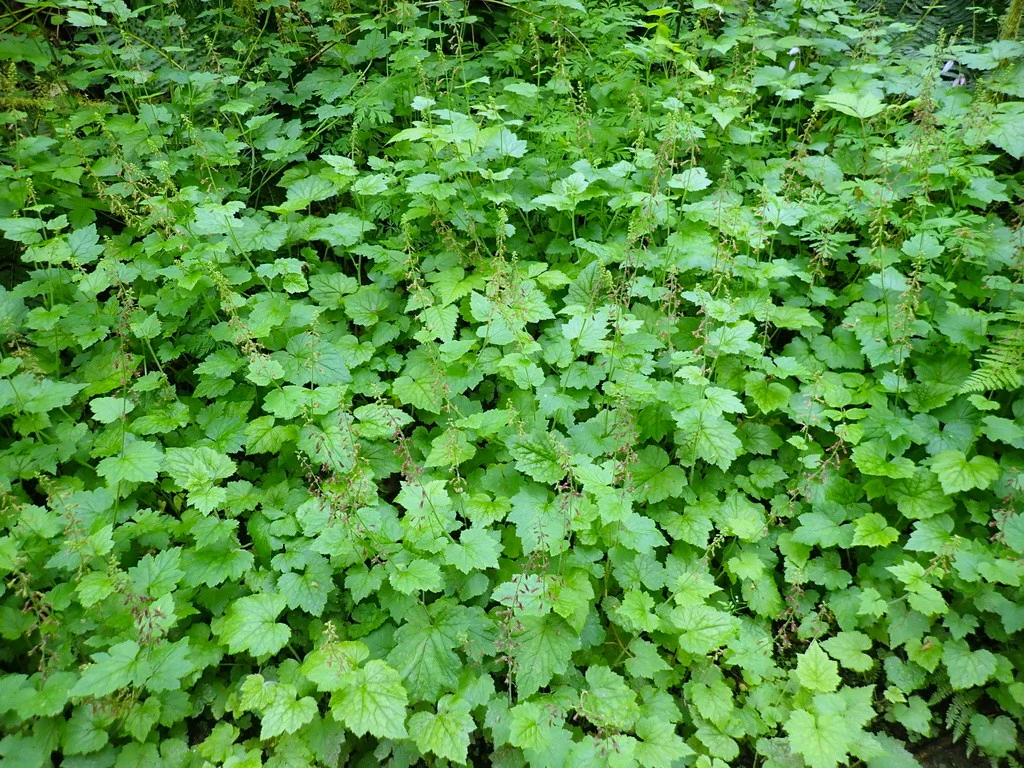 Piggyback Plant - Image 8
