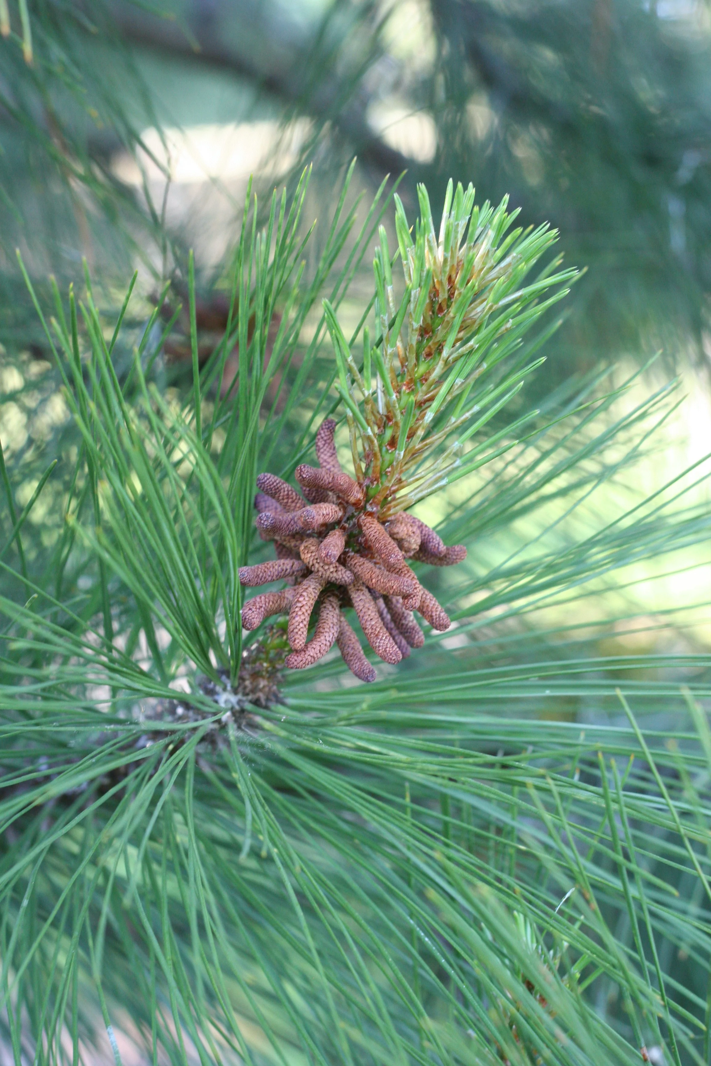 Ponderosa Pine - Image 2