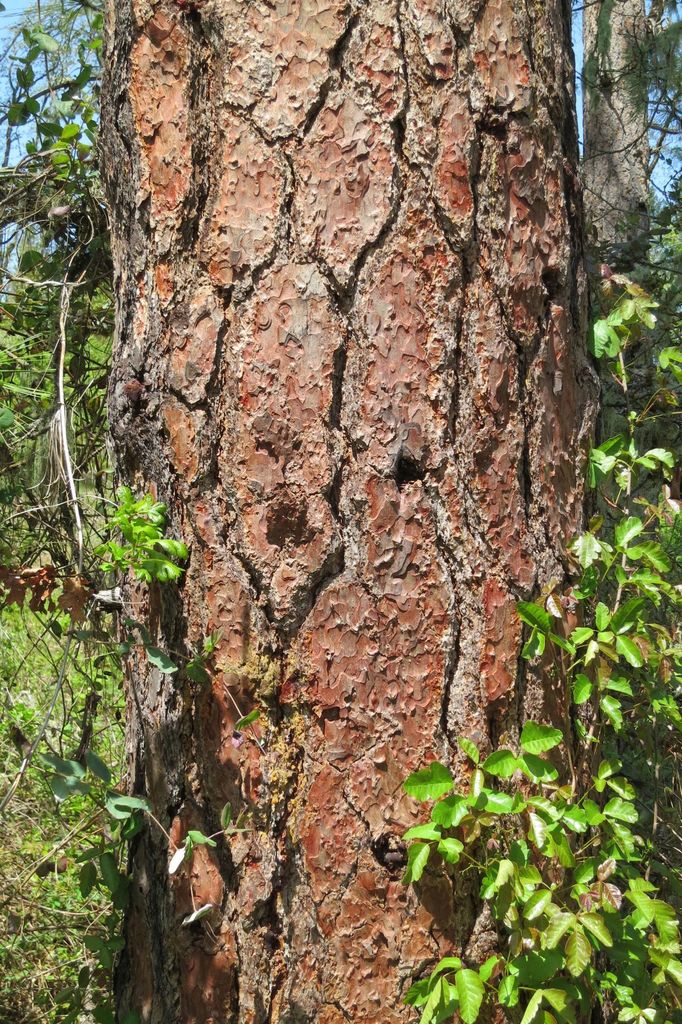 Ponderosa Pine - Image 3