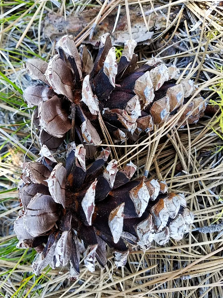 Ponderosa Pine - Image 4