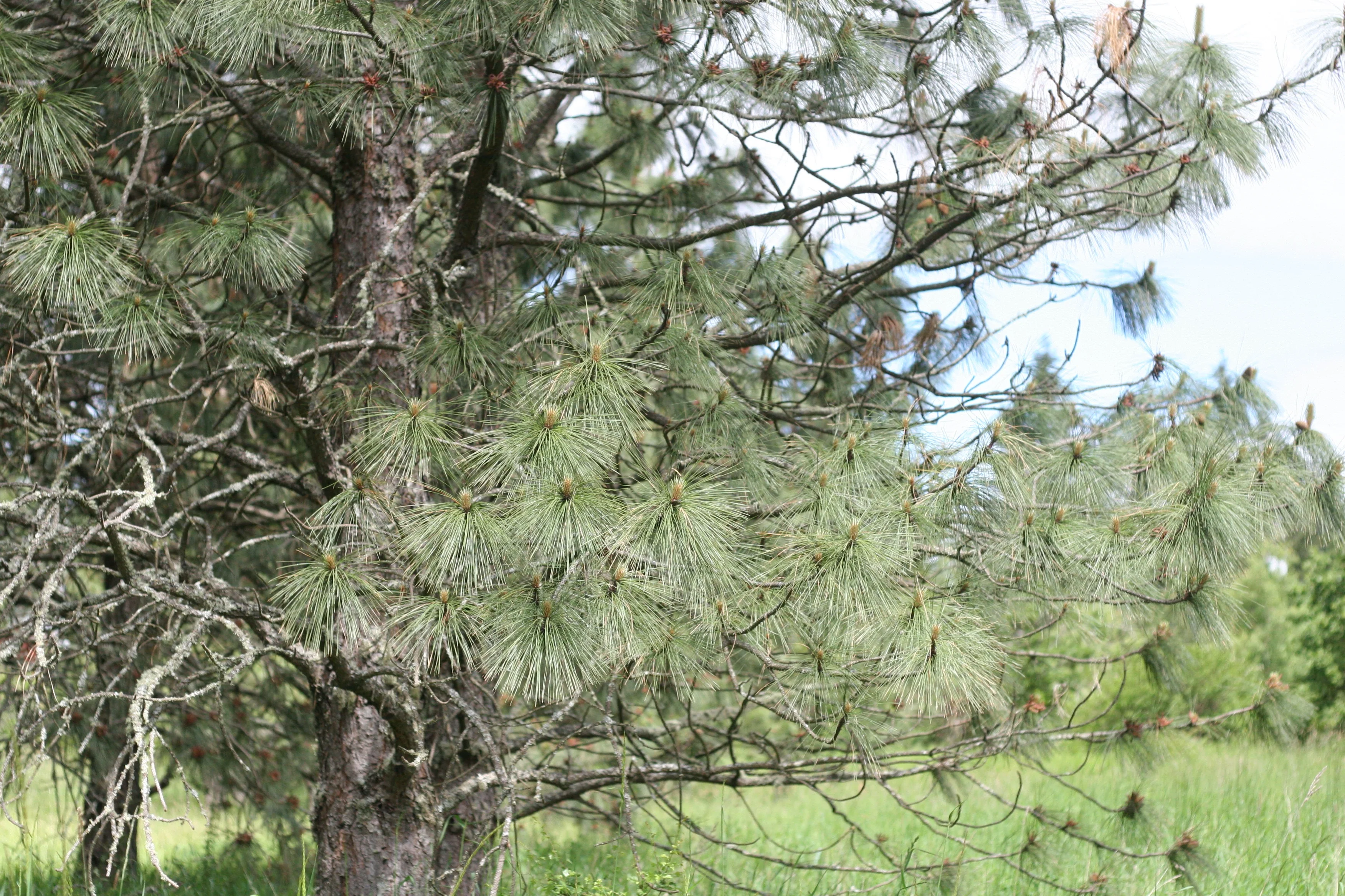 Ponderosa Pine - Image 5
