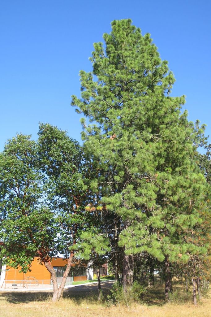 Ponderosa Pine - Image 6