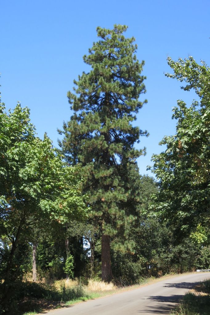 Ponderosa Pine - Image 7