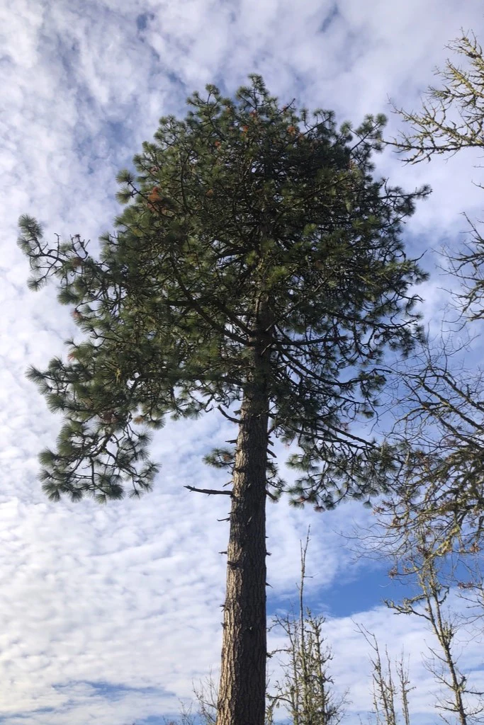 Ponderosa Pine - Image 8