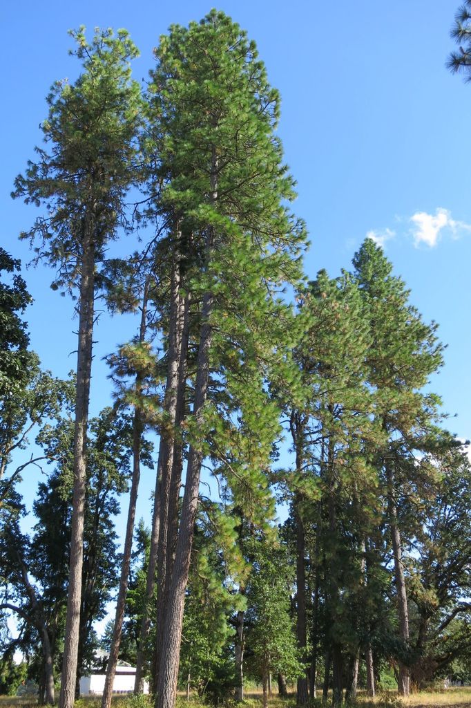 Ponderosa Pine - Image 9