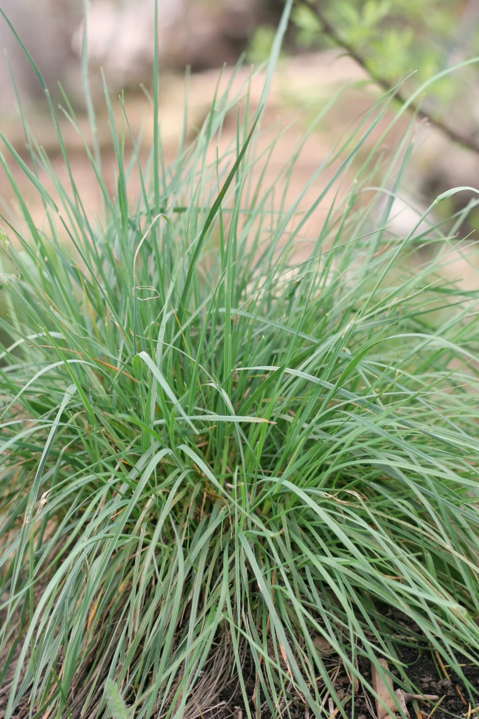 Prairie Junegrass - Image 2