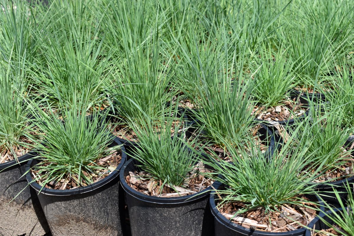 Prairie Junegrass - Image 3