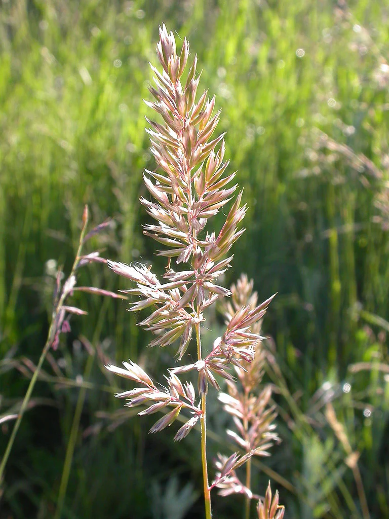 Prairie Junegrass - Image 4