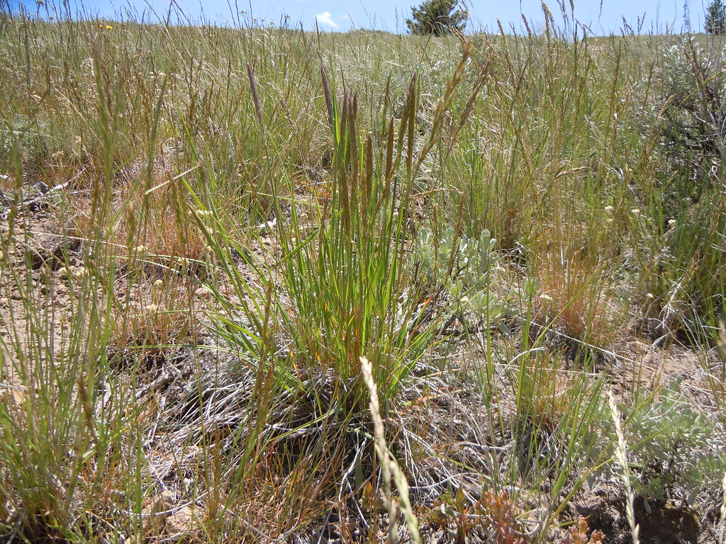 Prairie Junegrass - Image 5