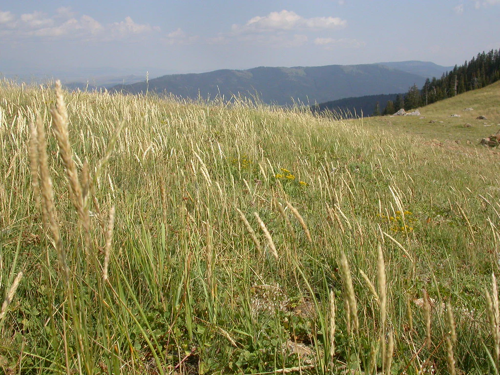 Prairie Junegrass - Image 6