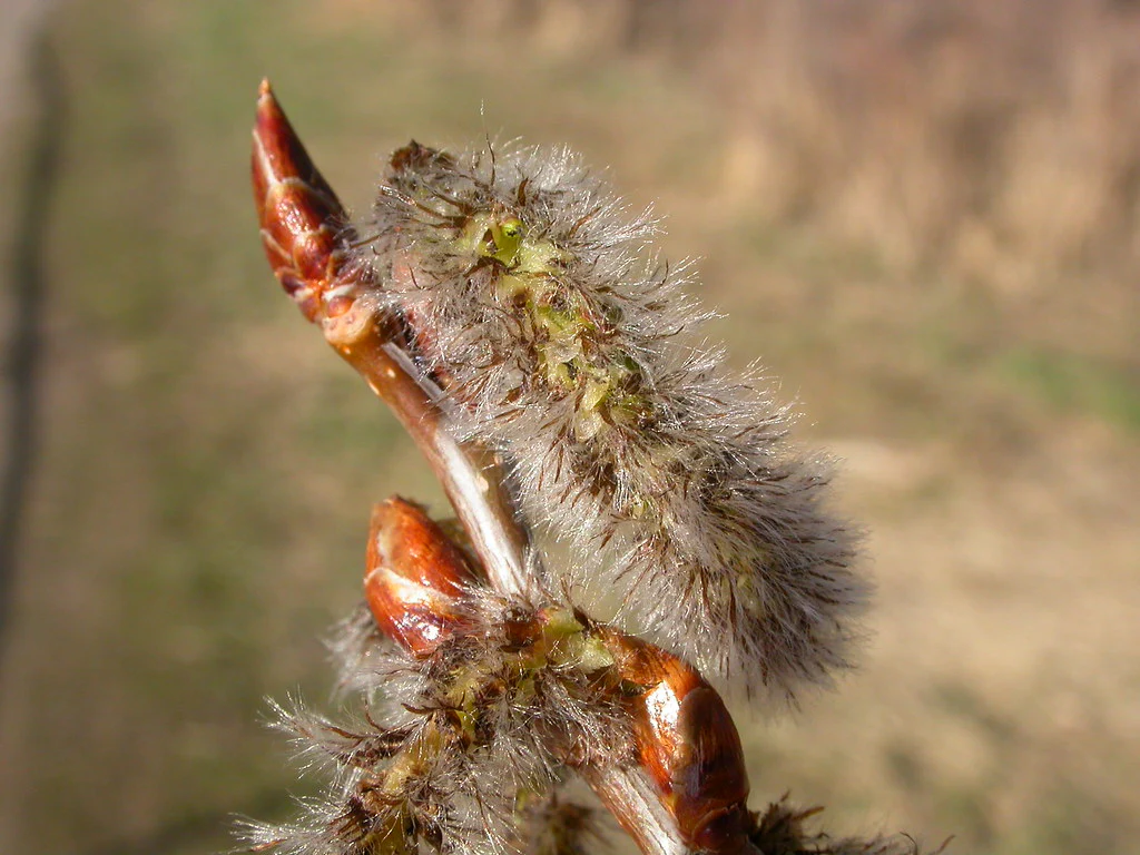 Quaking Aspen - Image 2
