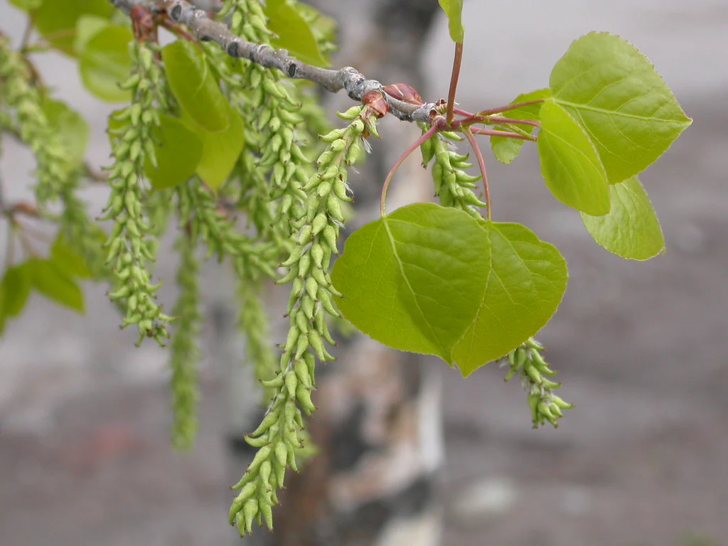 Quaking Aspen - Image 3