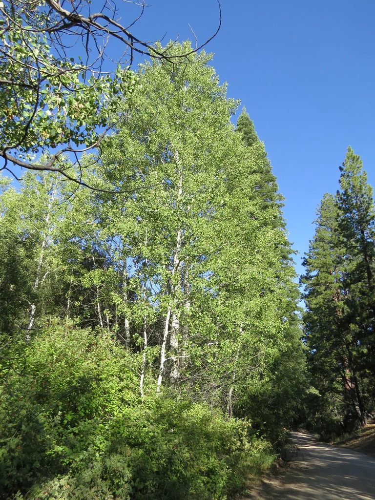 Quaking Aspen - Image 4
