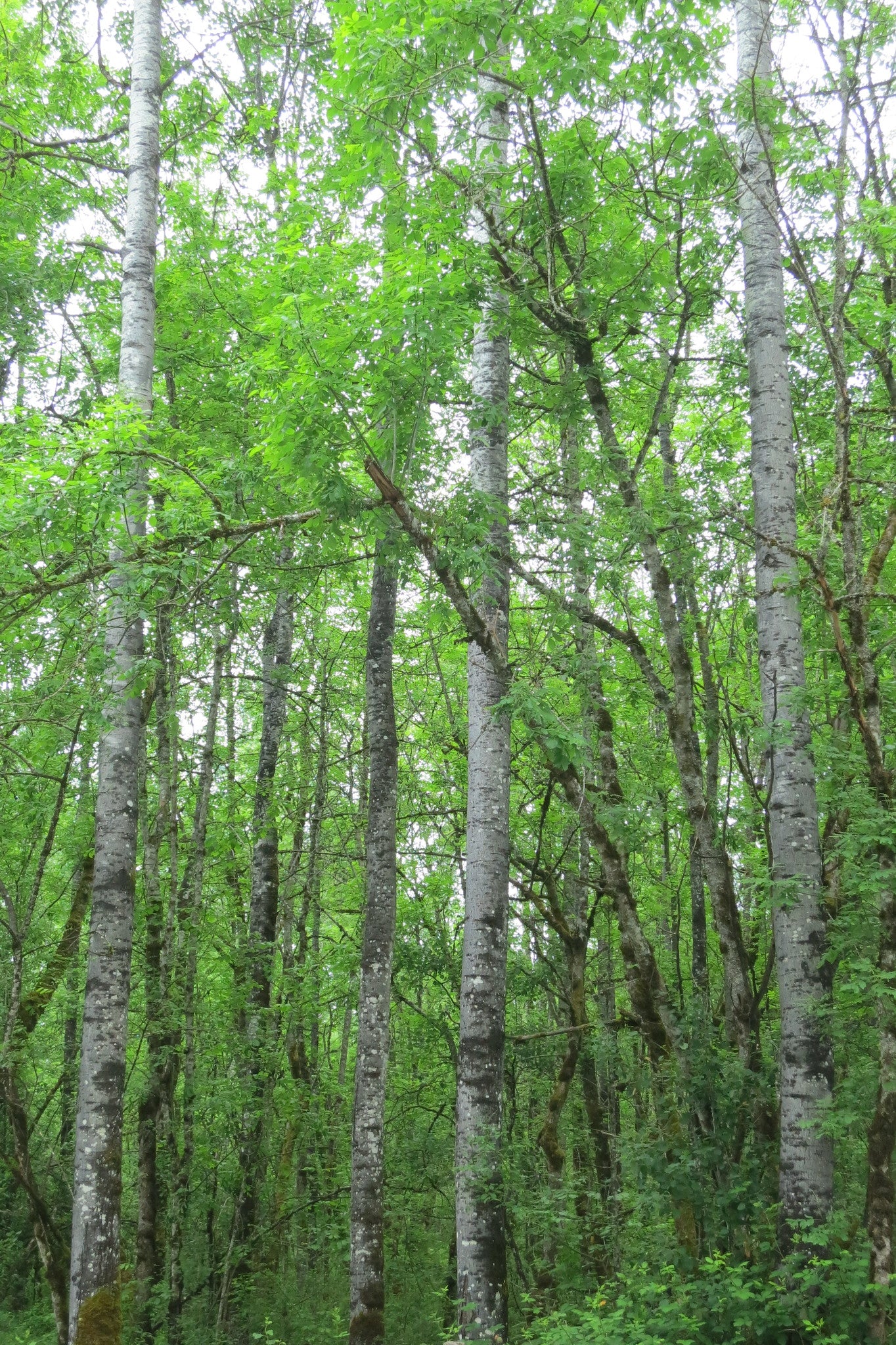 Quaking Aspen - Image 5