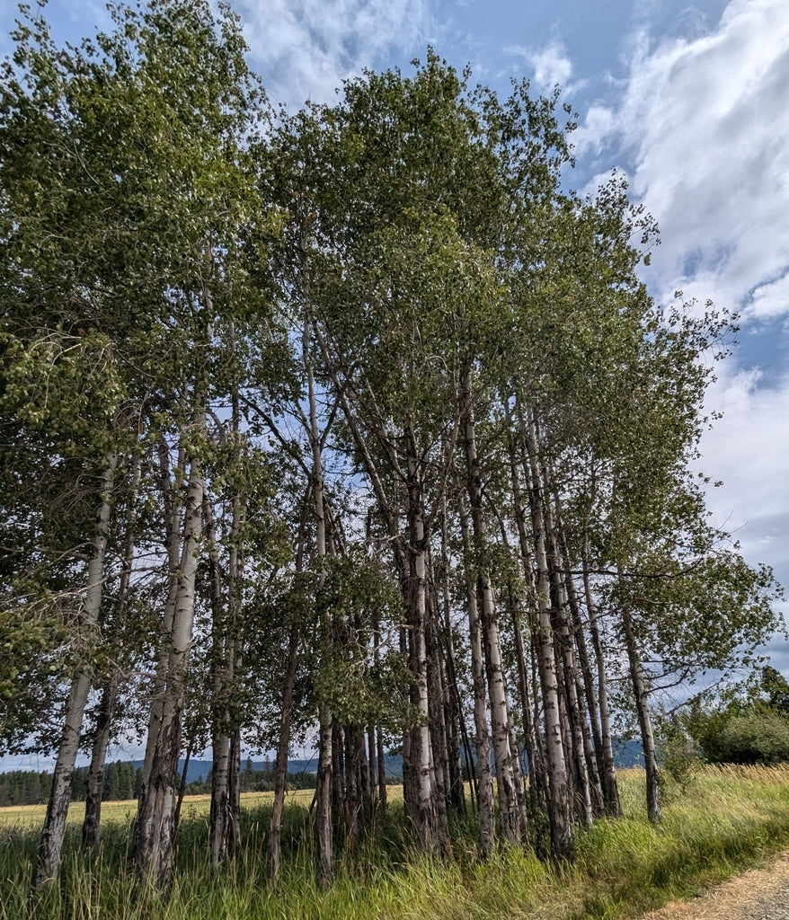 Quaking Aspen - Image 6