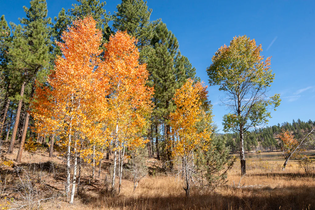 Quaking Aspen - Image 7